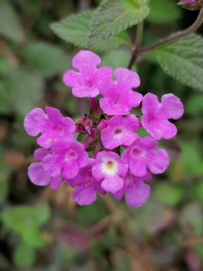 Finca El Abuelo บาร์บาเต ภายนอก รูปภาพ